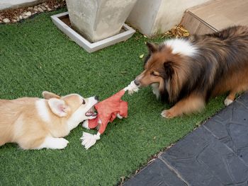 Shetland sheepdog playing with corgi dog puppy in the garden