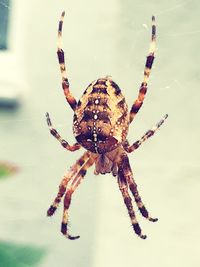 spider