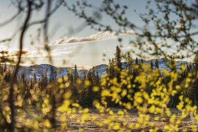 Mountains seen through tree branch