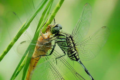 Close-up of insect on plant