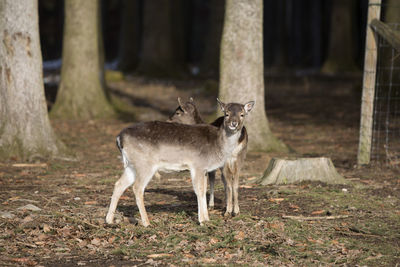 Deer standing in forest