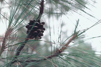 Close-up of pine cone on tree