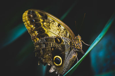 Close-up of butterfly