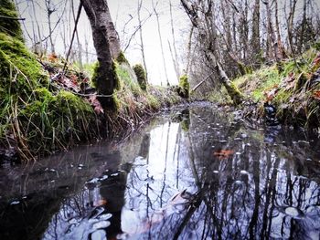 Reflection of trees in lake