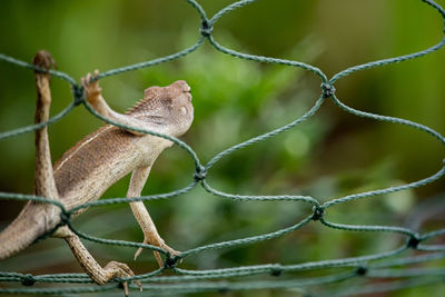 Close-up of lizard on fence