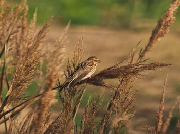 Bird perching on a field