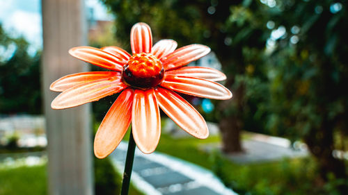 Close-up of orange flower