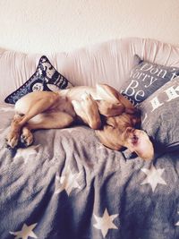 Lazy dog resting on sofa