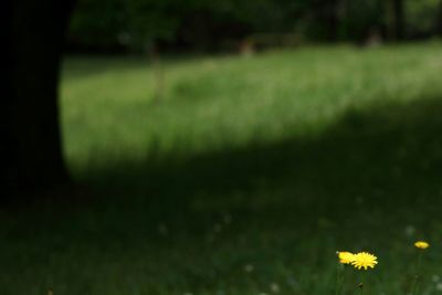 Yellow flowers growing on grassy field