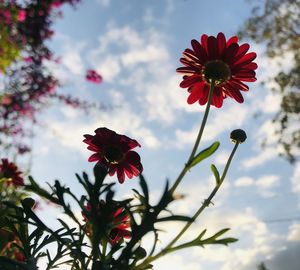 Low angle view of red flowering plant