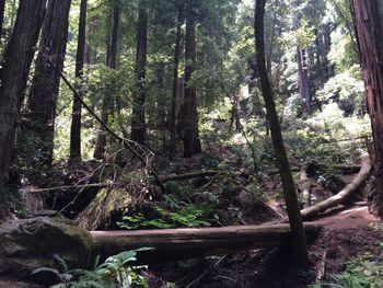 Trees in forest