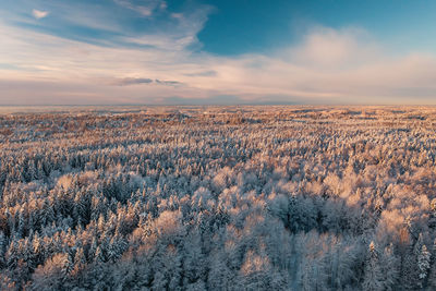 Forest view with snowy treetops from above in espoo, finland