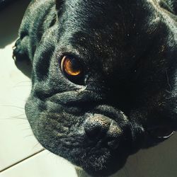 Close-up portrait of a dog