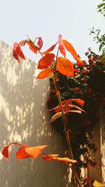 Close-up of red maple leaves hanging on branch