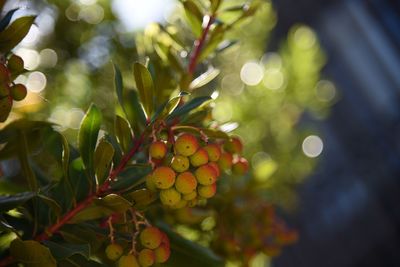 Close-up of berries growing on tree