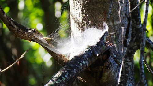 Close-up of tree trunk in water