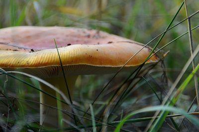 Close-up of mushroom growing on field