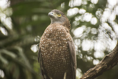 Close-up of owl perching on tree