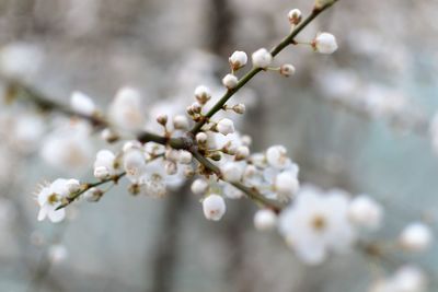 Close-up of white cherry blossoms in spring