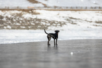 Dog on frozen lake