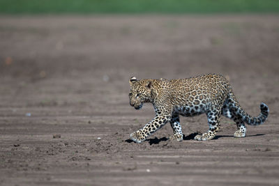 View of a cat on land