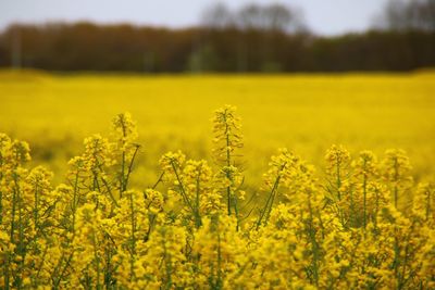 Yellow flowers growing on field