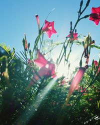 Low angle view of pink flowers growing on sunny day