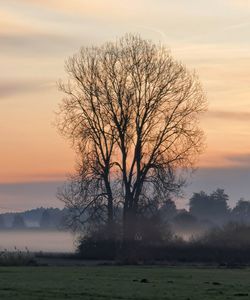 Bare tree on field against sky during sunset