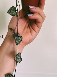 Close-up of hand holding plant over white background