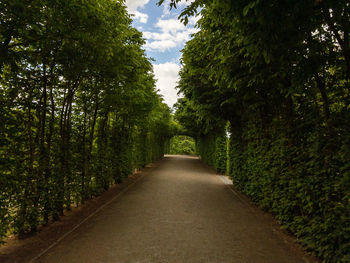 Empty road amidst trees against sky