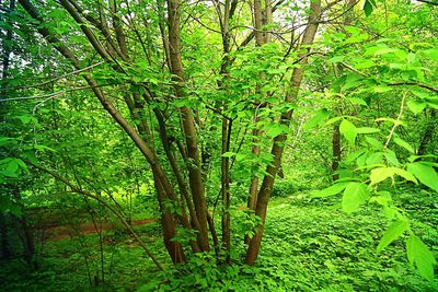Trees in forest