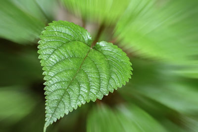 Close-up of green leaves