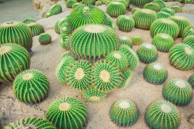 High angle view of succulent plant