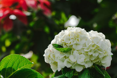 Close-up of white rose plant