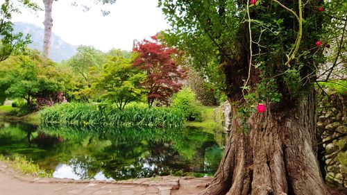 Trees by lake in forest