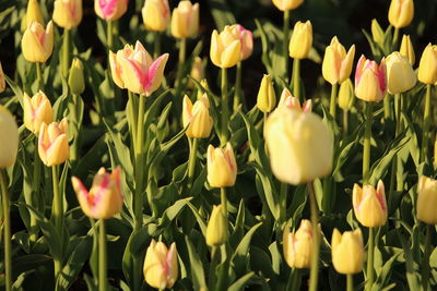 Close-up of yellow tulips growing on field