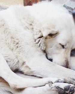 Close-up of dog sleeping