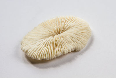 High angle view of shell on white background