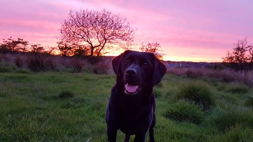 Dog standing on field during sunset