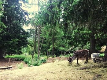 Horses grazing in forest