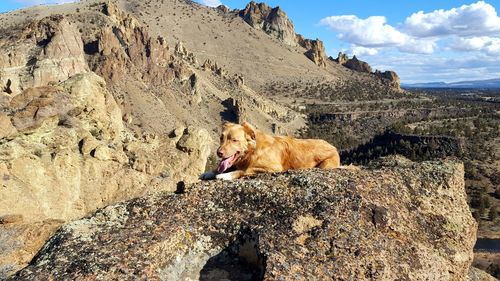 Dog on rock against sky