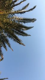 Low angle view of palm tree against clear blue sky