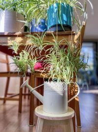 Close-up of potted plant on table with baby plants dangling down towards watering can.