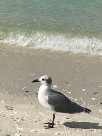 Seagull perching on a beach