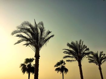 Palm trees against sky