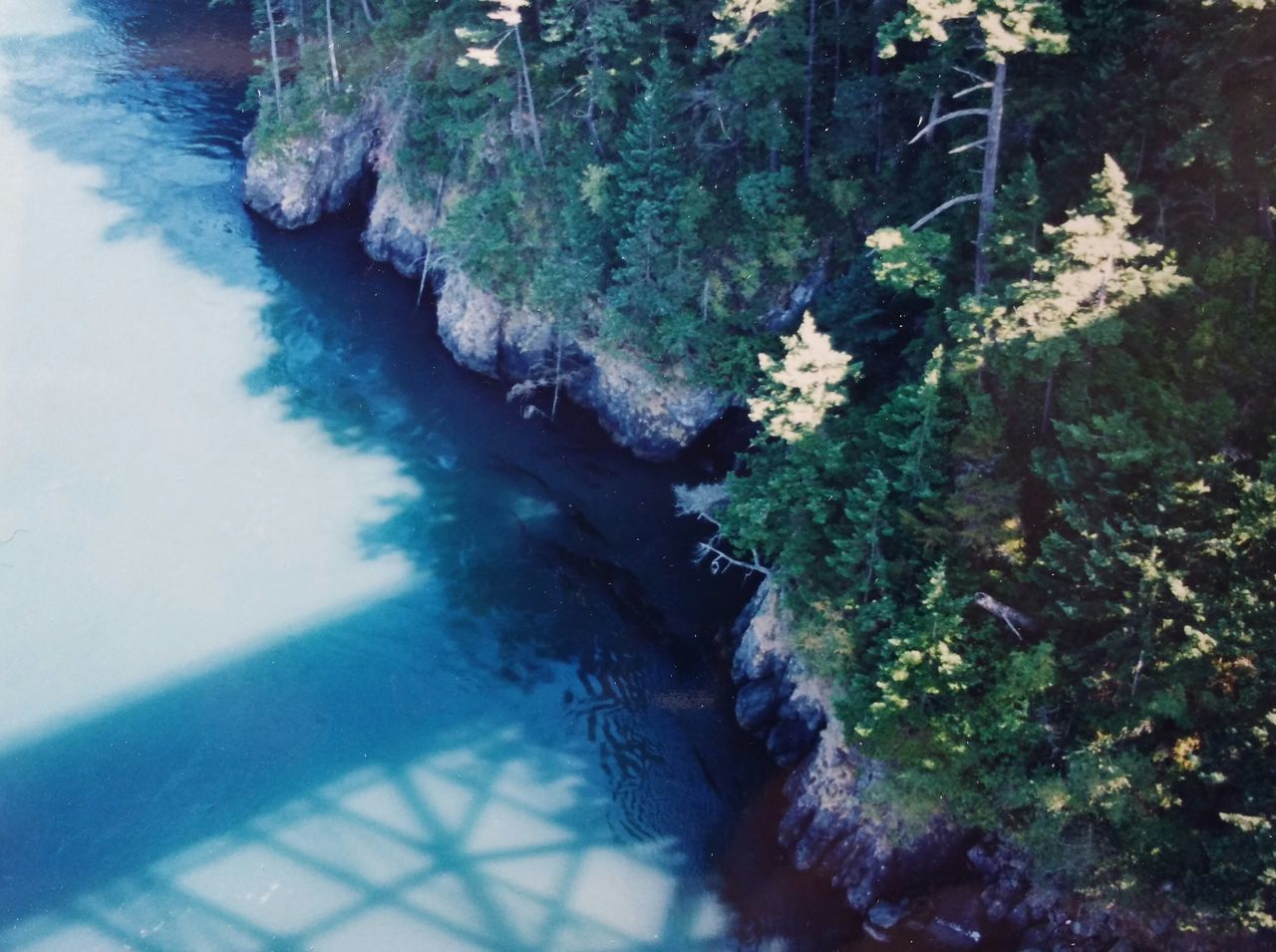 HIGH ANGLE VIEW OF TREES BY SWIMMING POOL