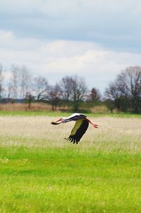 Bird flying over field against sky