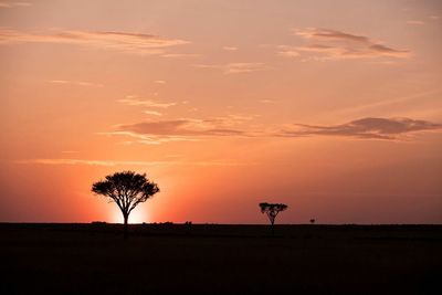 Silhouette of trees at sunset