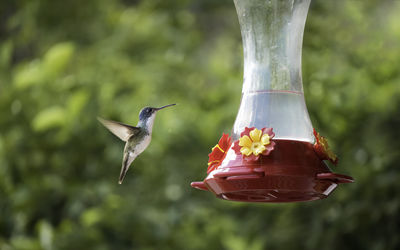 Close-up of bird flying