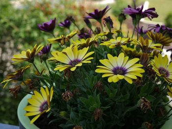 Close-up of purple flowering plants